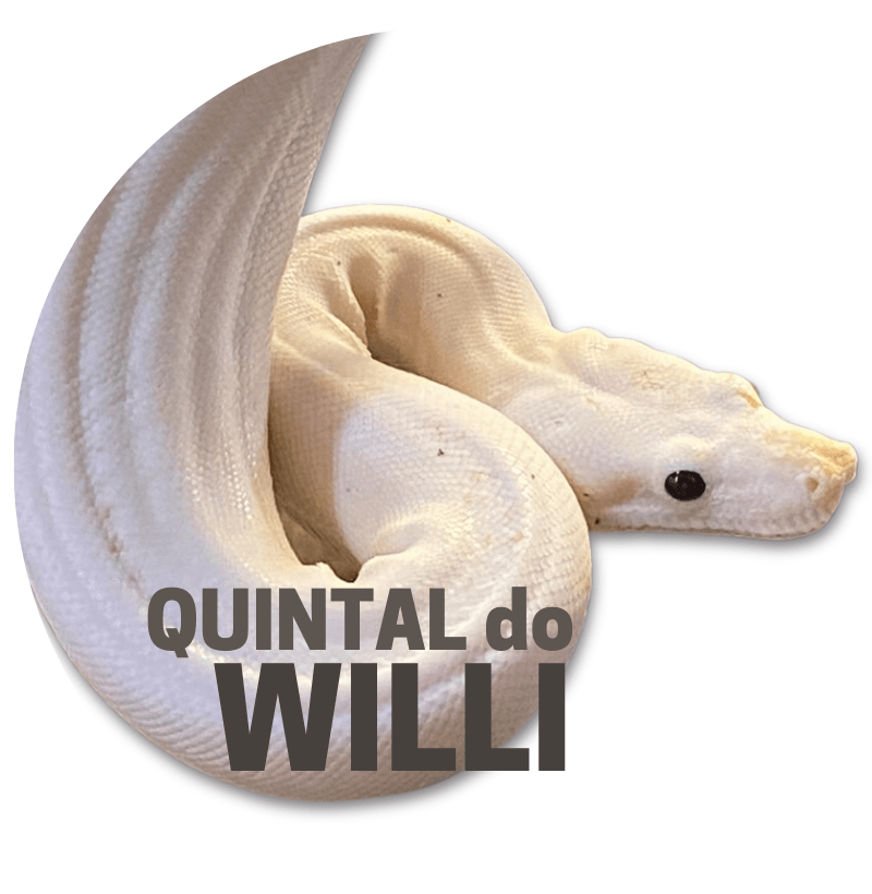 Quintal do Willi